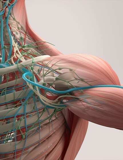 Anatomy&PhysiologyBox Online Massage Courses Australia – NETQ